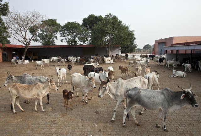 <p>File: Cows in India at a shelter in Rajasthan</p>