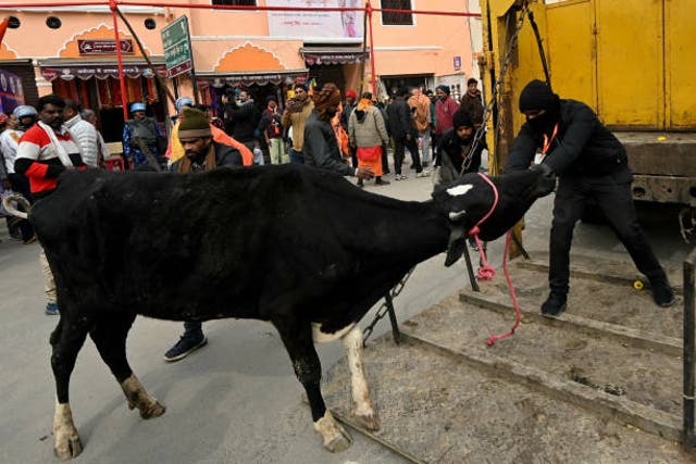 <p>File. Indian civic workers capture a stray cow in Ayodhya, Uttar Pradesh, on 21 January 2024</p>