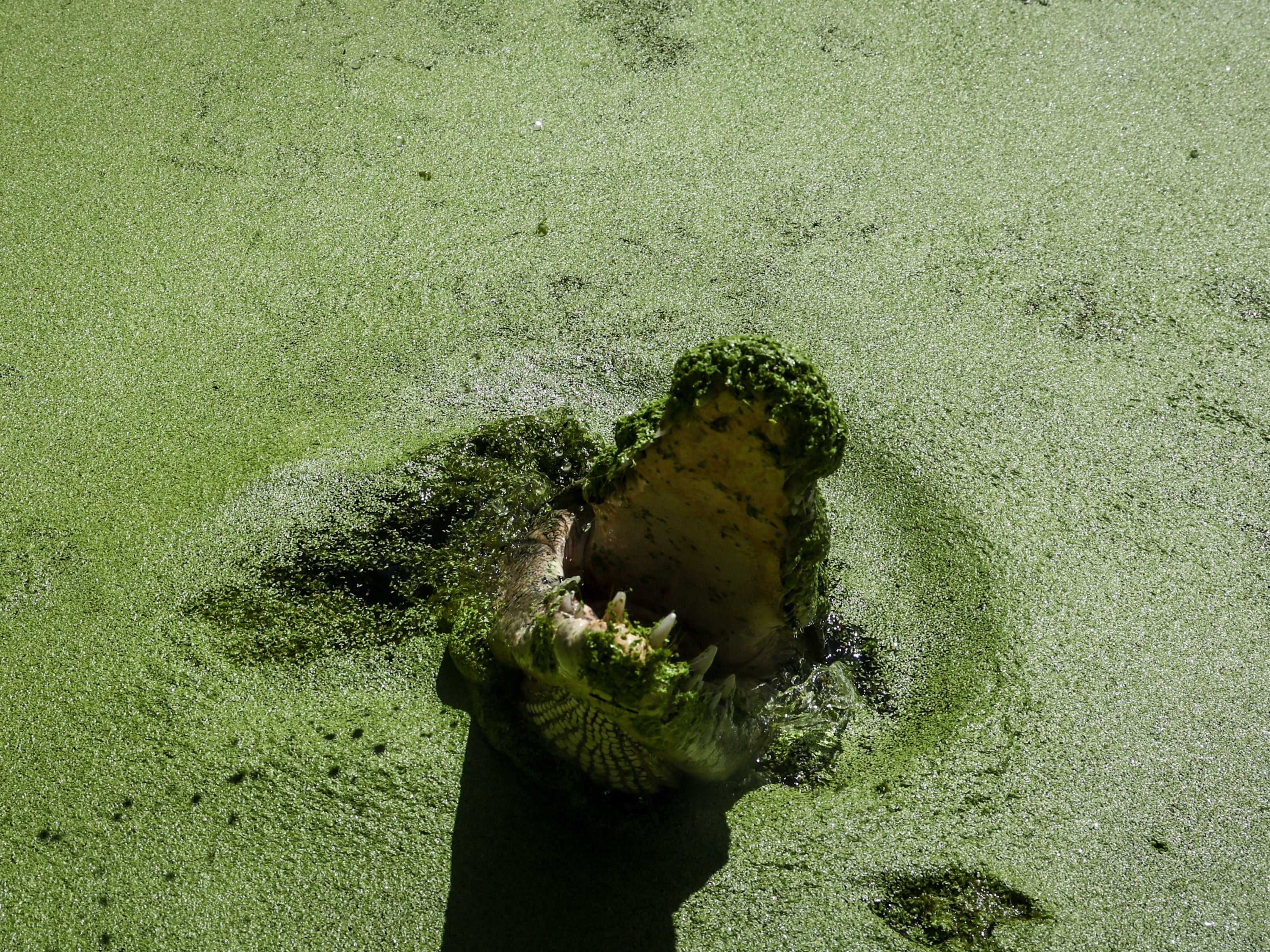 File. Picture taken on 6 April 2024 shows a crocodile in a lagoon during a boat tour for tourists at Hartley’s Crocodile Adventure Park north of the Queensland city of Cairns