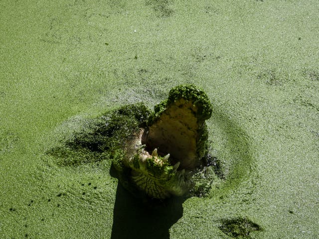 <p>File. Crocodile in a lagoon at Hartley’s Crocodile Adventure Park, north of the Queensland city of Cairns</p>