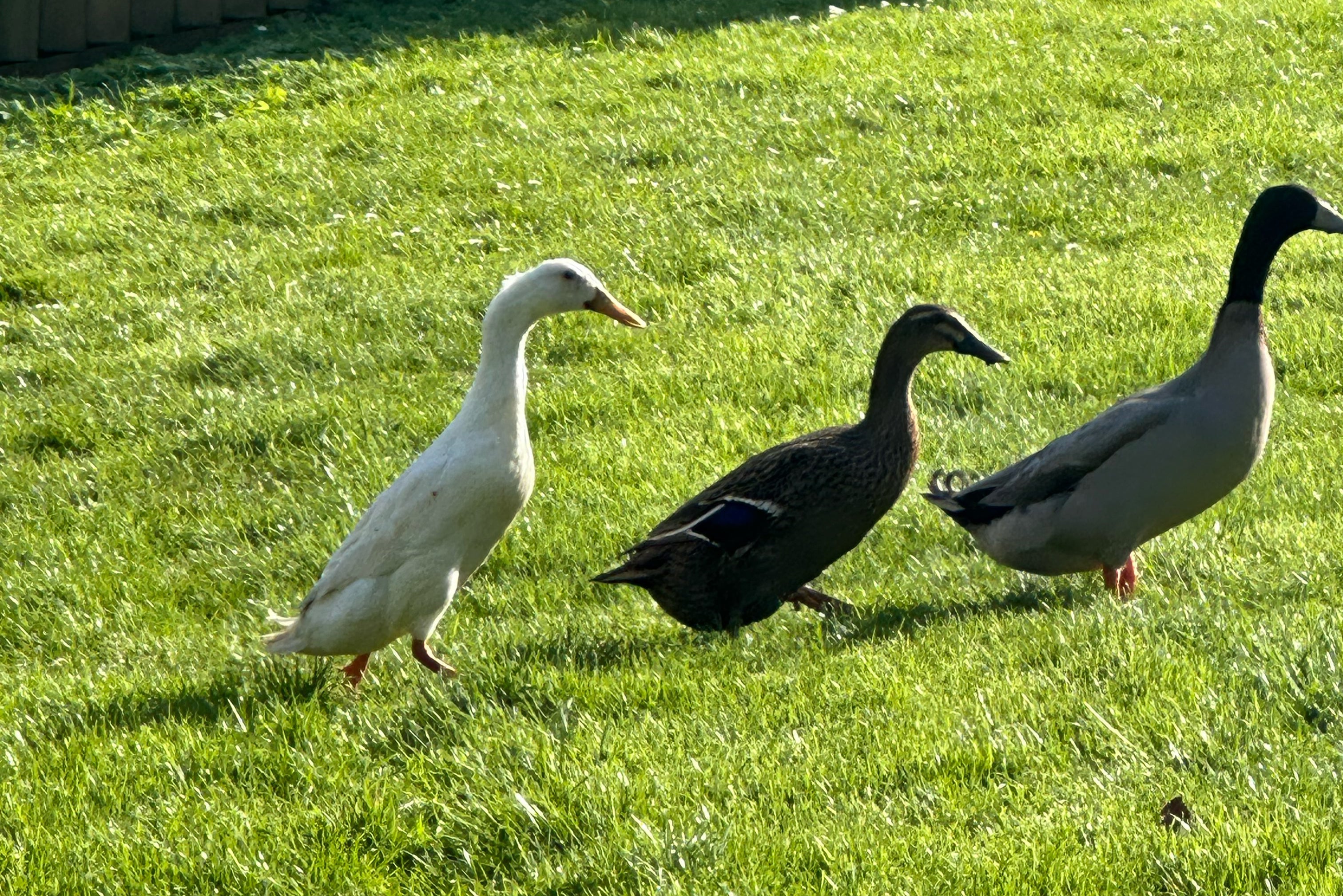 Quackers (left) was said to be the leader of a small flock