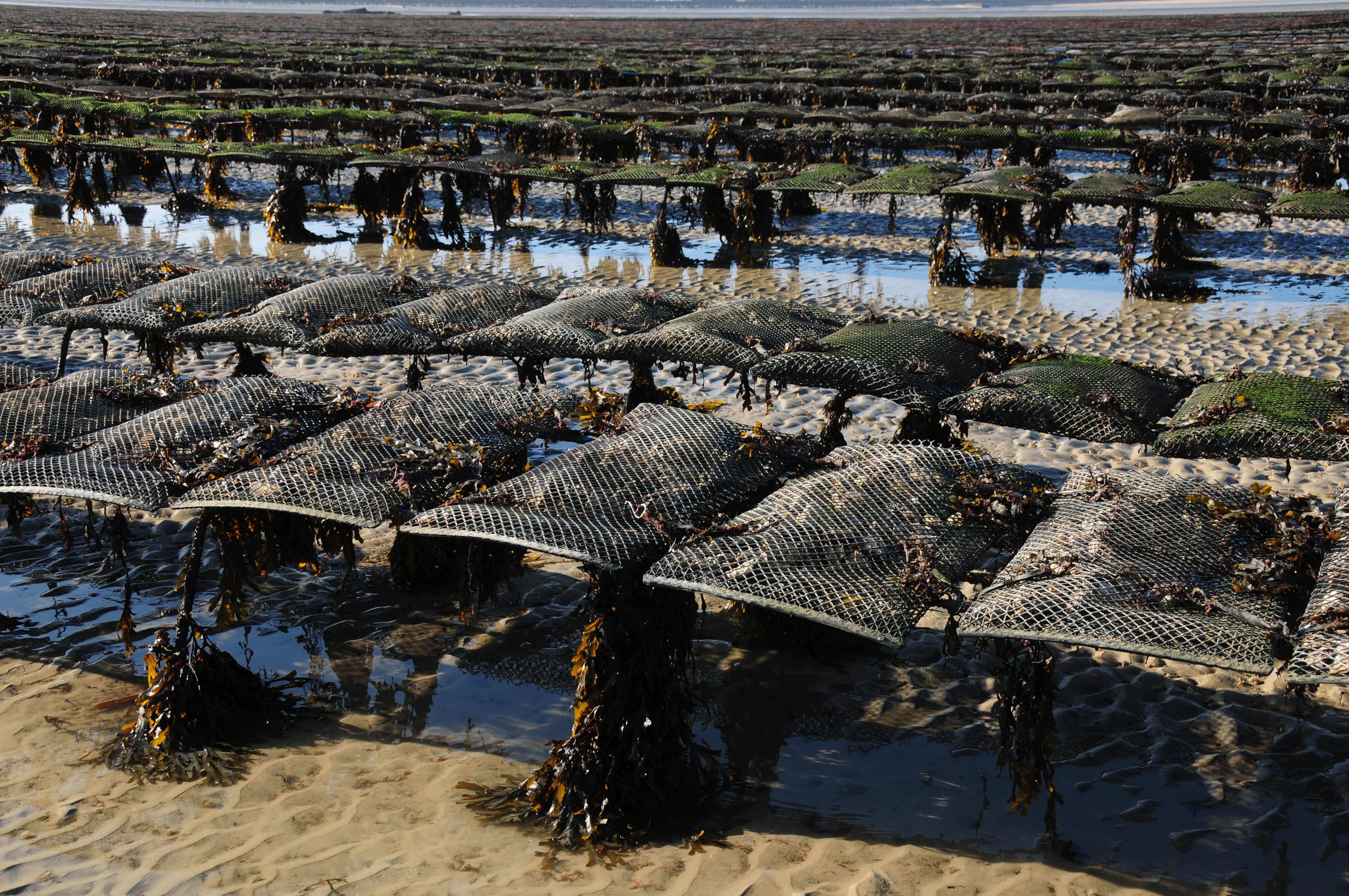 From Scotland to Devon, there are several notable oyster farms across the UK