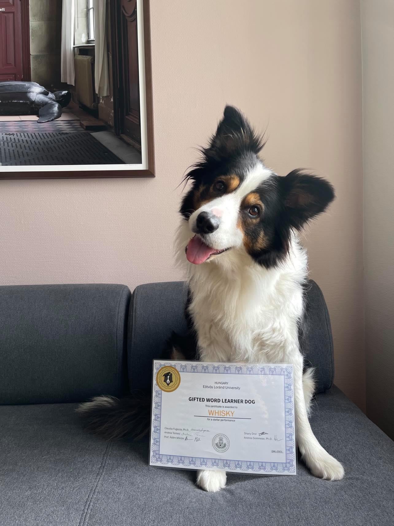 Whiskey with a Gifted Word Learner certificate