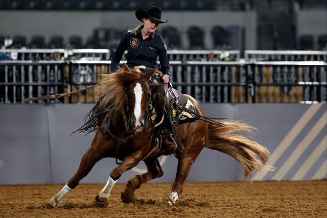 <p>Up to 70 horses died in Oklahoma after eating a load of feed contaminated with a toxic additive </p>