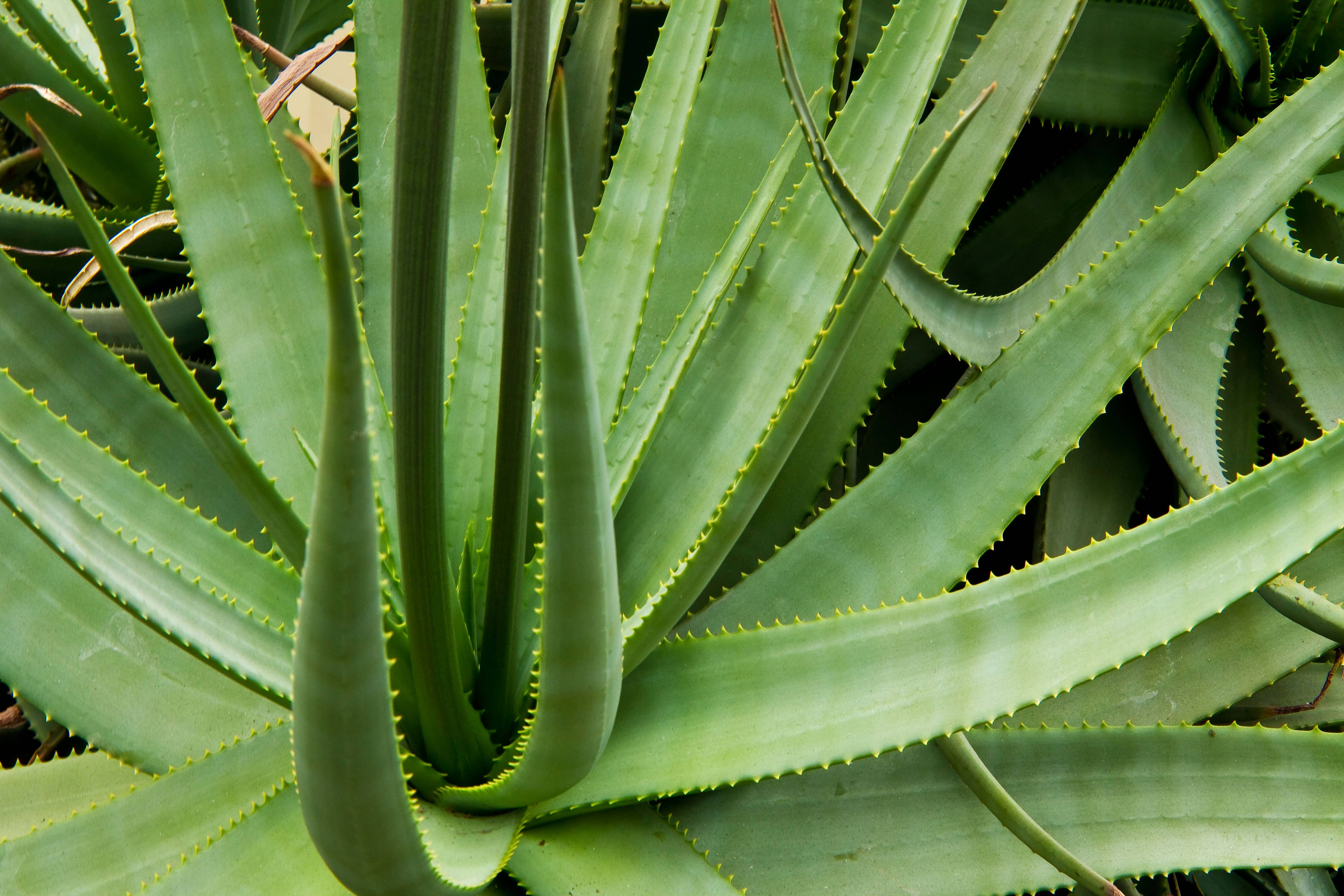 Succulents such as cacti and aloe vera are among the wild plants at risk from illegal harvesting (Alamy/PA)