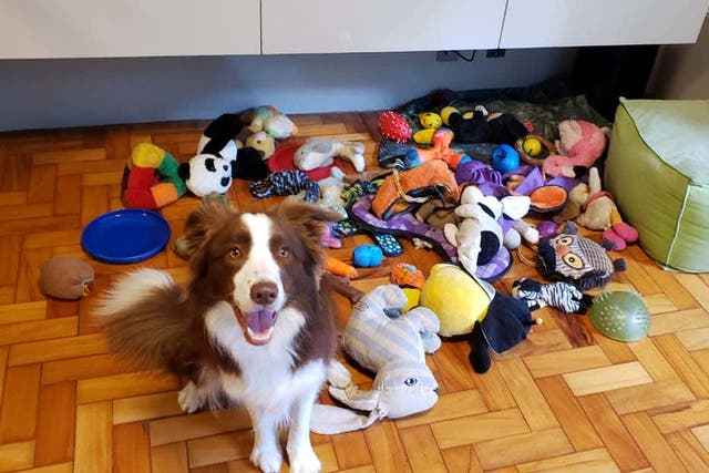 Gaira with her toys (Eotvos Lorand University/PA)