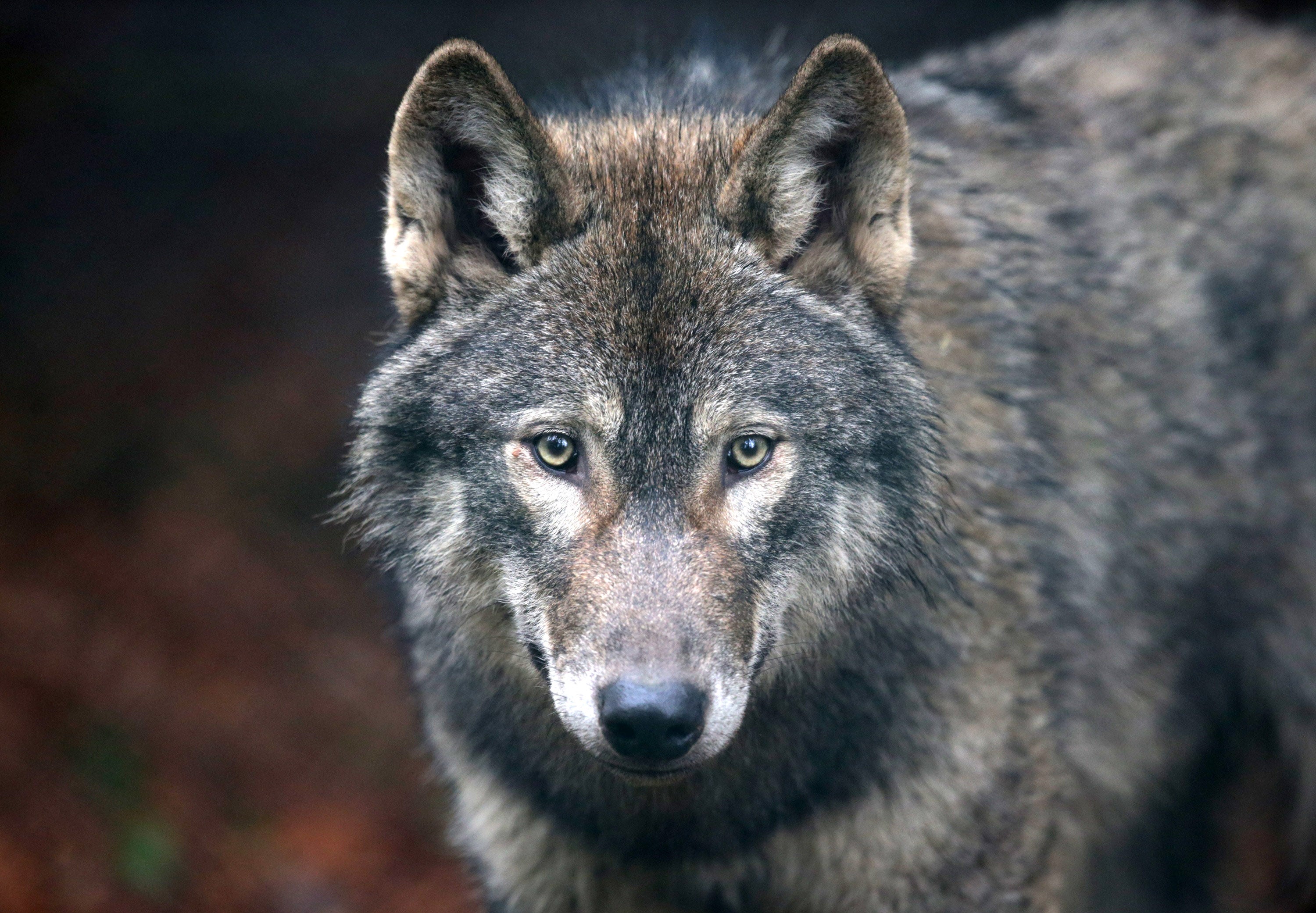 A single pack of six man-eating wolves is being blamed for scores of attacks in northern India (file image)