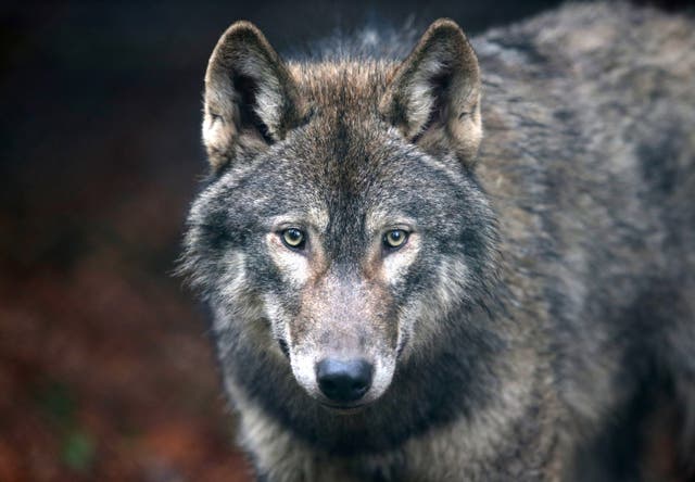 <p>A single pack of six man-eating wolves is being blamed for scores of attacks in northern India (file image) </p>