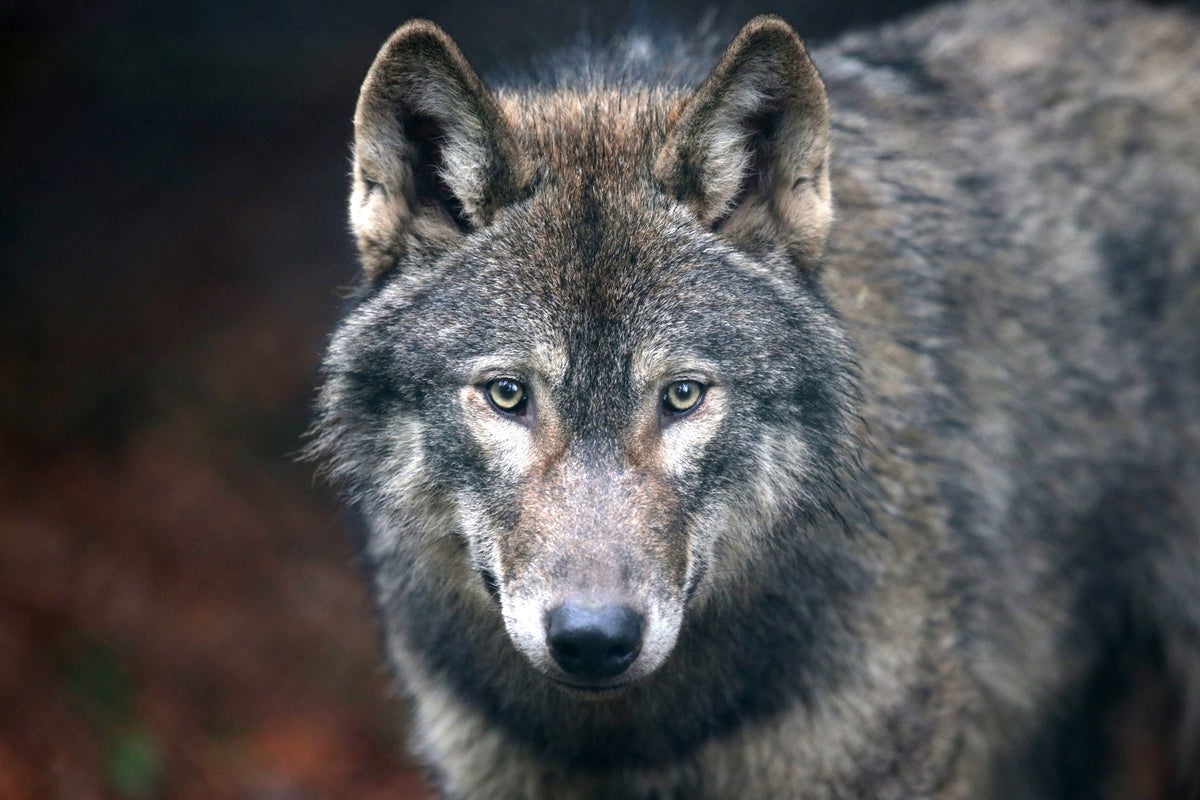 This classic fairytale could be damaging Europe’s wolf rewilding efforts