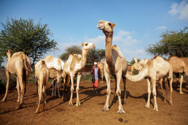 APTOPIX Kenya Pastoralists Beyond Cattle