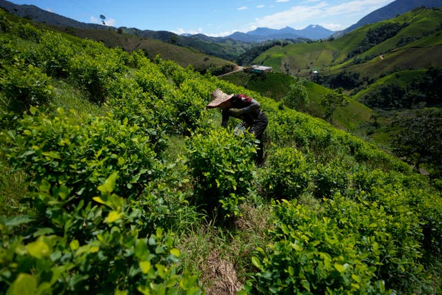 Colombia Cocaine Canyon