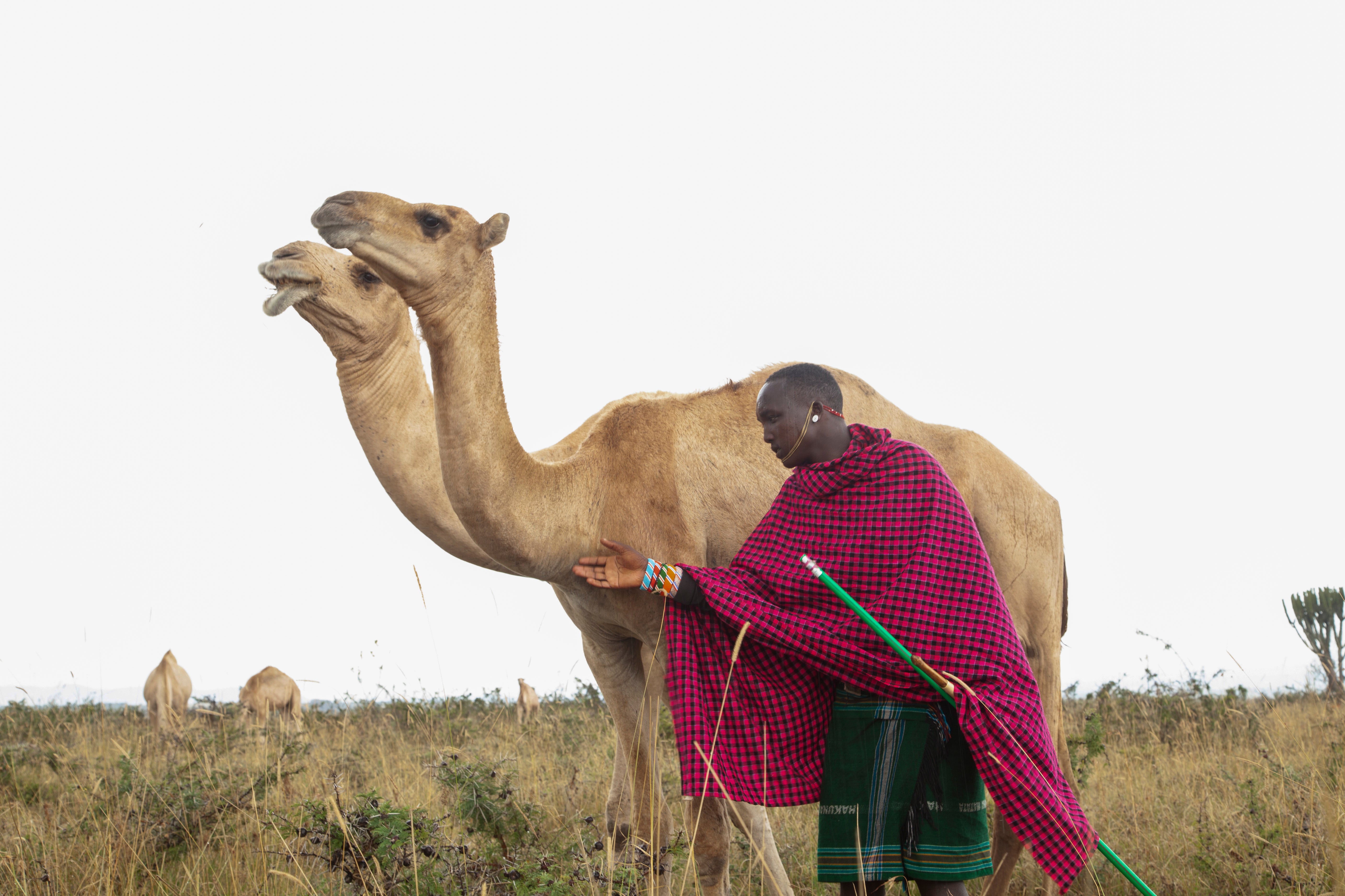 Kenya Pastoralists Beyond Cattle