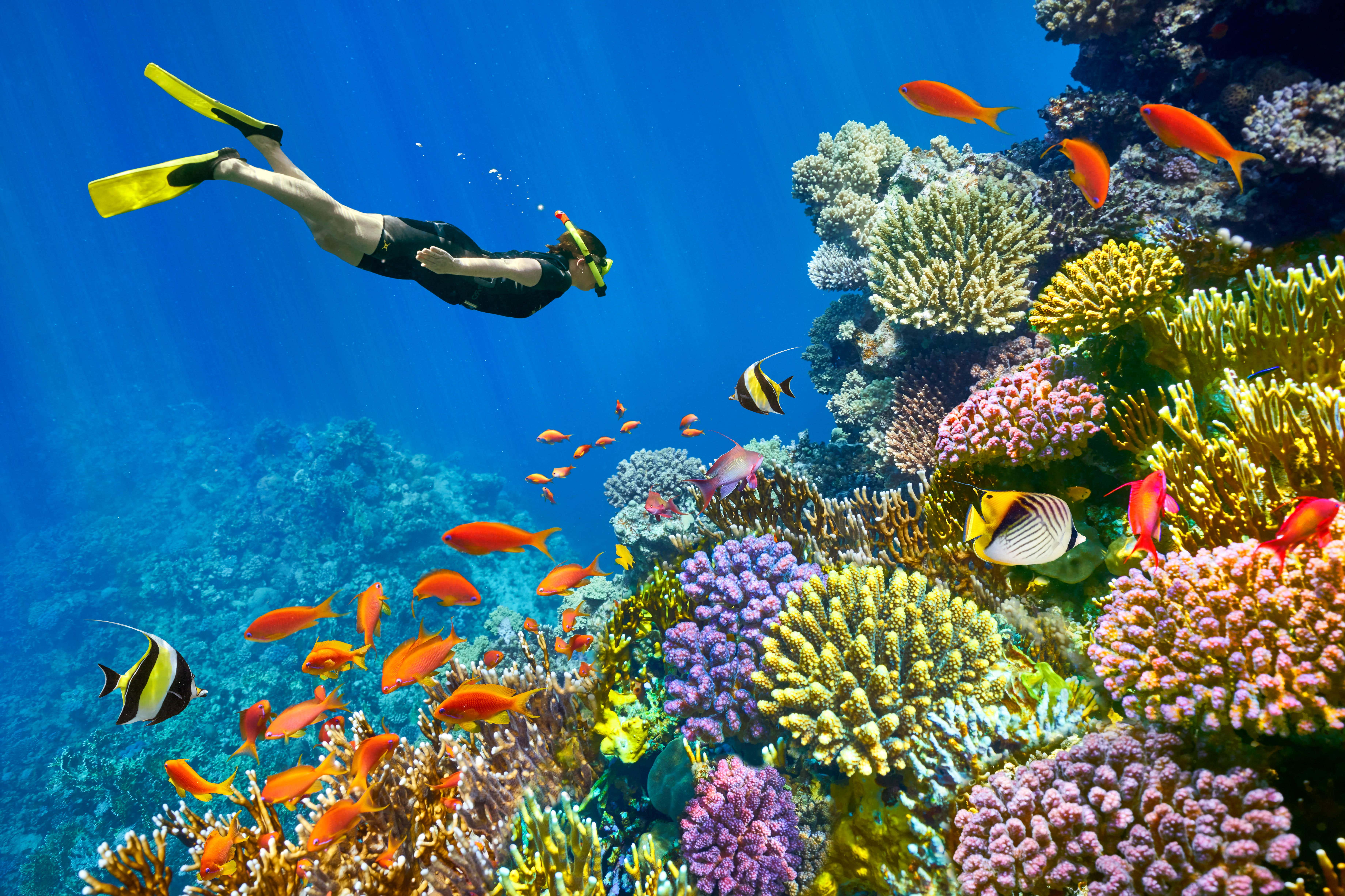 Red Sea coral reef and fishes at in the water surrounding Sharm el-Sheikh