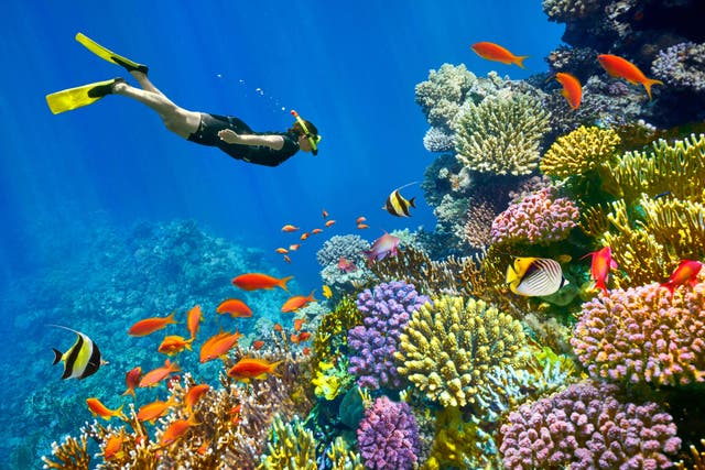 <p>Red Sea coral reef and fishes at in the water surrounding Sharm el-Sheikh</p>