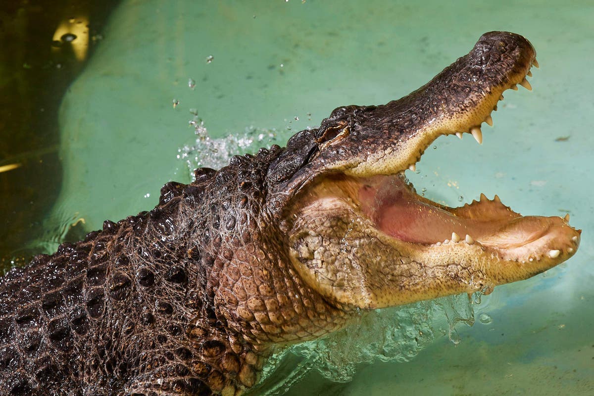 Alligator Lunges at Camera in Kilkenny Zoo