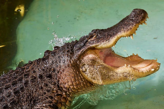 Battle the American alligator (National Reptile Zoo in Kilkenny/Hope and Glory PR)