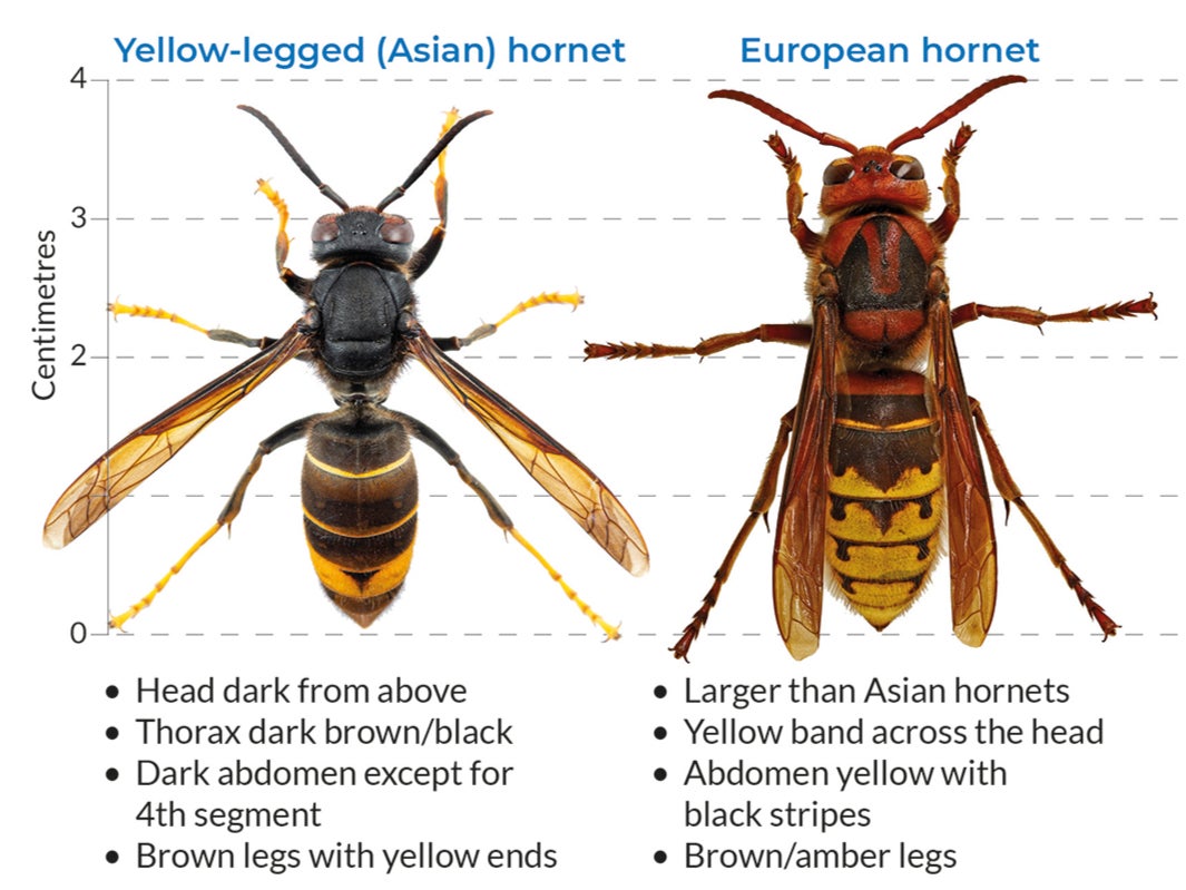 The slightly bigger European hornet has more brown on its head, body and legs, and the Asian has more black colourings