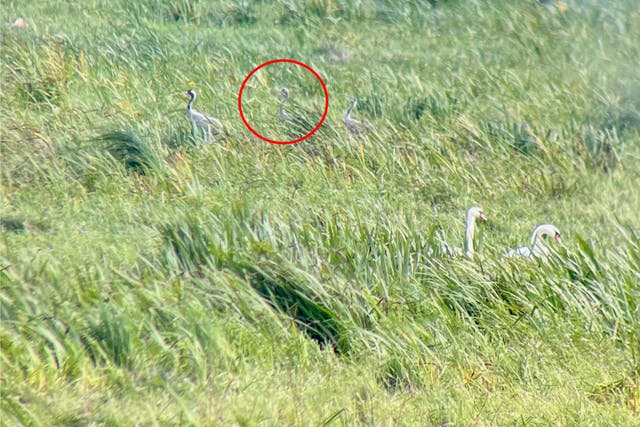 Wicken Fen fledged crane chick (circled) on Ouse Washes (Ajay Tegala/PA)