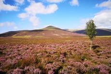 Public urged to help buy Skiddaw Forest to restore thousands of acres for nature