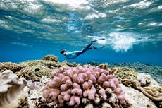 Great Barrier Reef wants more tourists to visit – ethical discounts on offer