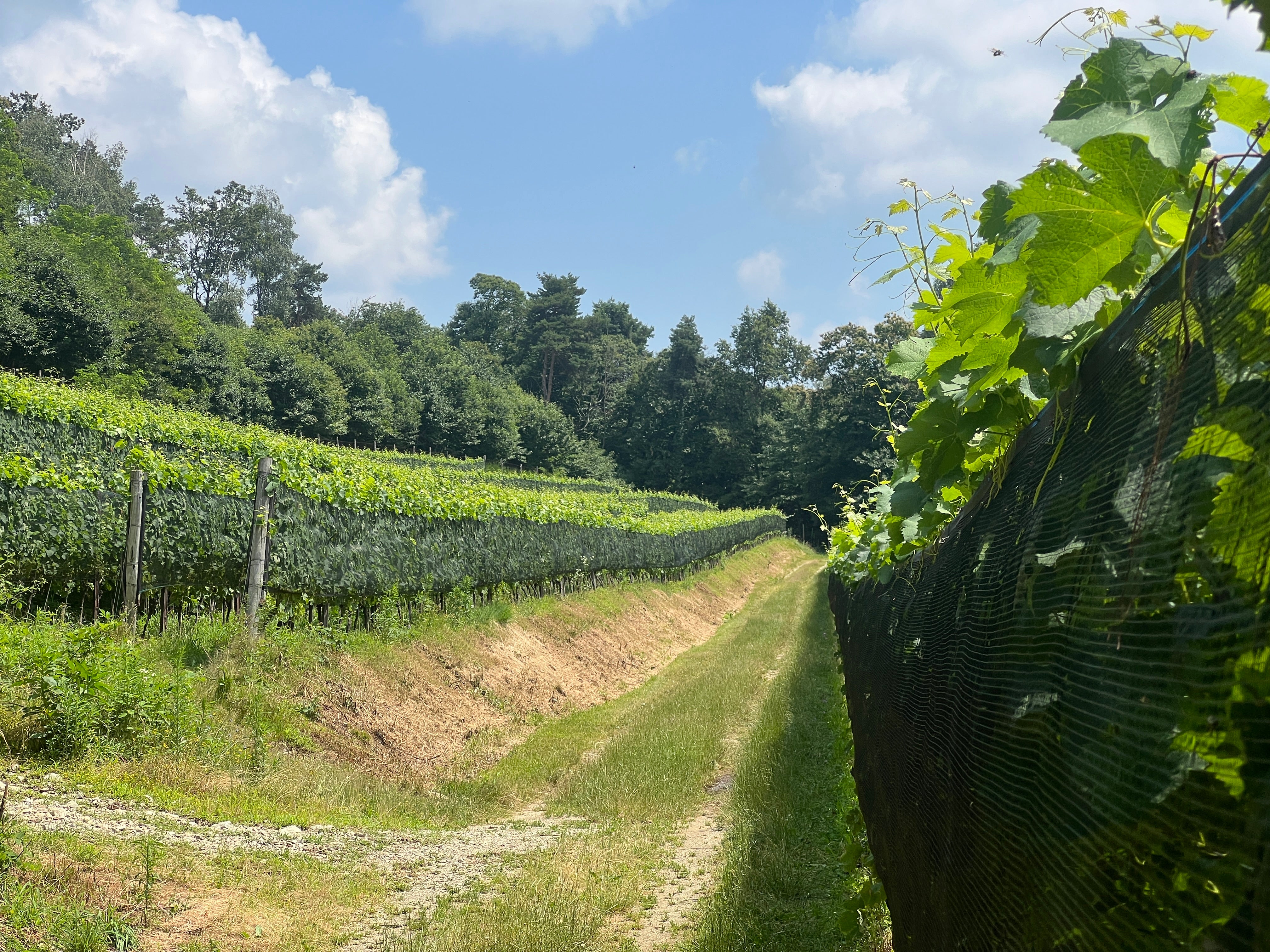 Um dia de vinha: vinhedos no sul da Suíça