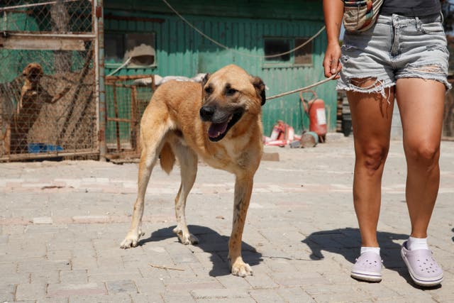 <p>Dali, a-three-legged stray dog, is escorted by animal rights activist Bengisu Komurcu at a shelter in Istanbul, Turkey </p>