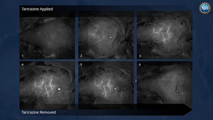 Timelapse images of blood vessels in brain just beneath the dyed skull of a mouse