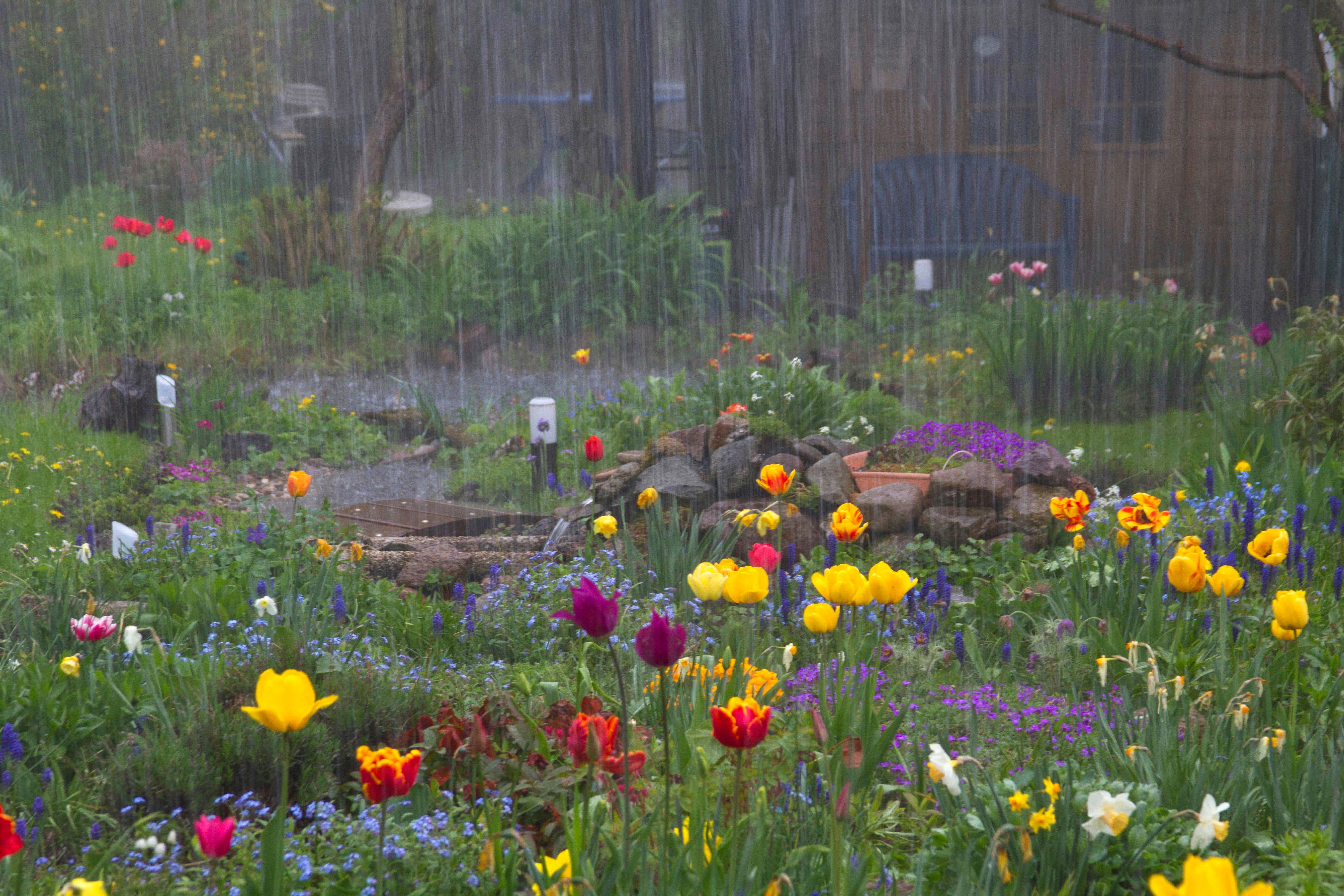 Heavy showers could water log our lawns and damage our flower beds (Alamy/PA)