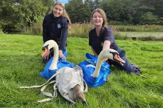 <p>Countryside Rangers Alexandra Jackson (left) and Allison Greig pictured with the swans as they were being moved</p>