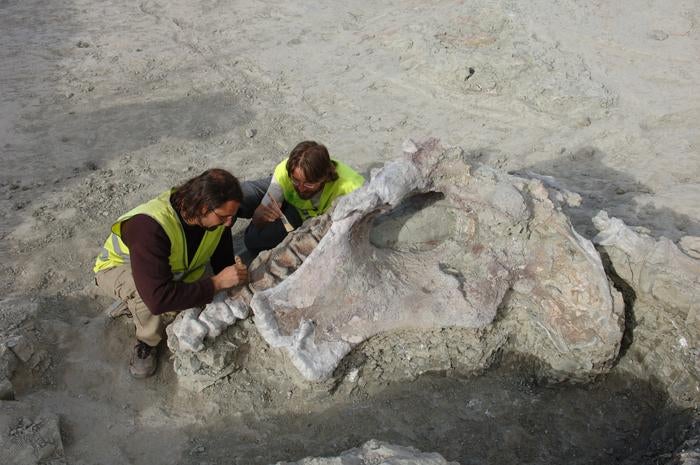 Scientists work at the Lo Hueco site during the excavation of Qunkasaura pintiquiniestra in 2007. The site led to the collection of more than 12,000 fossils