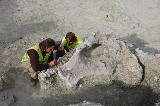 Scientists discover new species of titanosaur that dates back to 75 ...