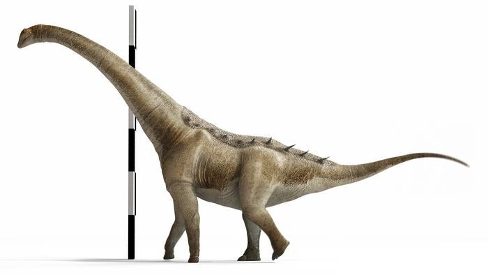 A reconstruction shows the life form of Qunkasaura pintiquiniestra . The sauropod was nearly 50 feet long, according to Portuguese paleontologist Pedro Mocho