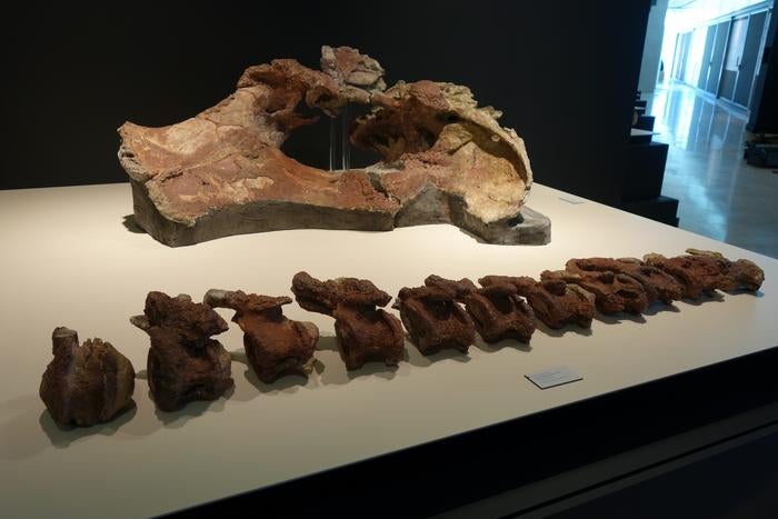 The bones of Qunkasaura pintiquiniestra are on display in the Paleontological Museum of Castilla-La Mancha. While the museum only has part of its skeletons, it will have more soon.