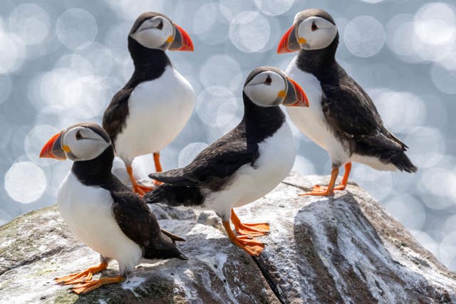 Puffins on the Farne Islands earlier this summer. (Rachel Bigsby/National Trust Images)