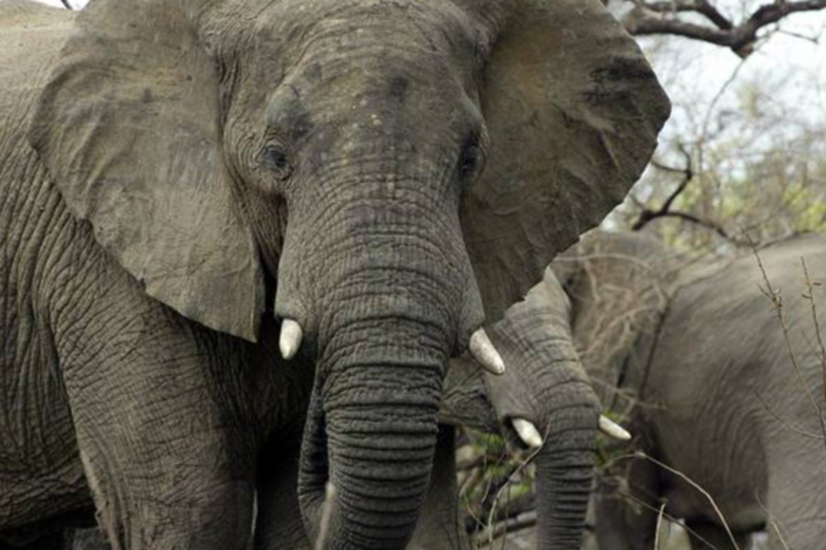 Officials investigate photoshoot with 65-year-old elephant