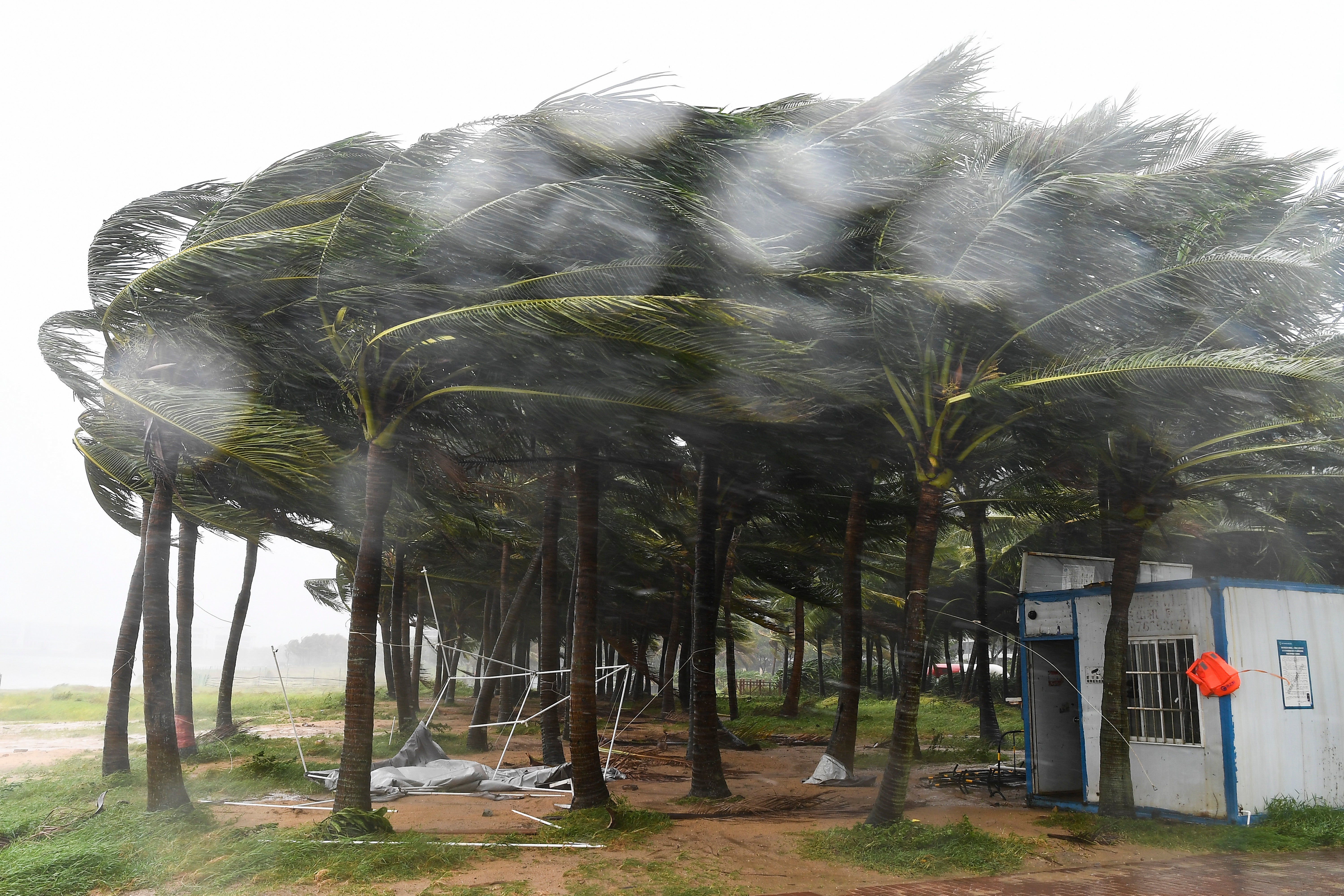 In this photo released by Xinhua News Agency, coconut trees hit by typhoon Yagi along a road in Haikou, south China’s Hainan Province, Friday, 6 September2024