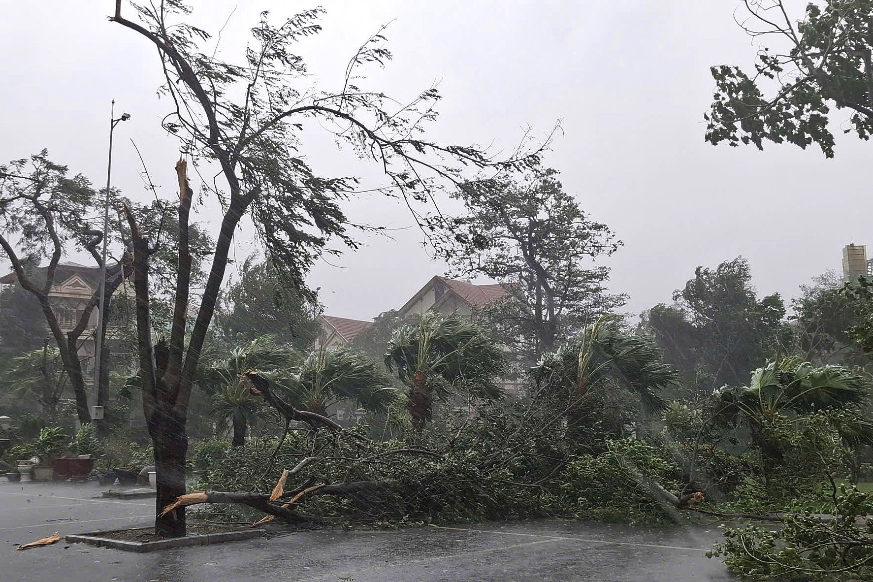 A handout photo made available by Vietnam News Agency shows fallen trees due to the strong winds