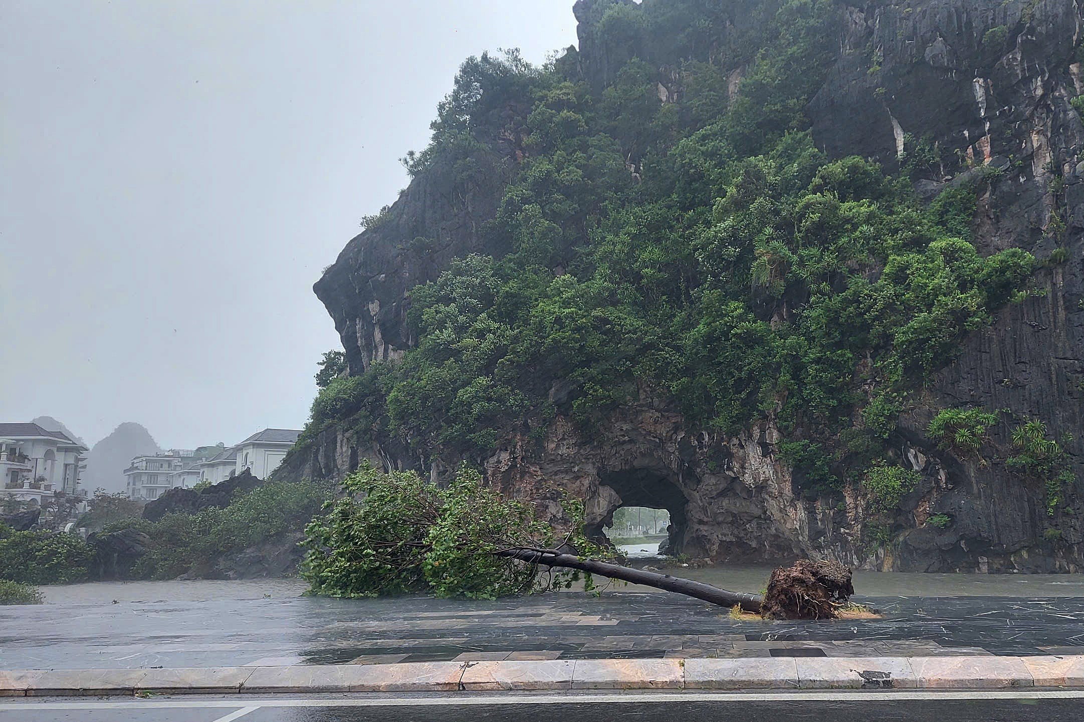 A handout photo made available by Vietnam News Agency shows a fallen tree due to the strong winds as typhoon Yagi makes landfall, in Quang Ninh province, Vietnam, 07 September 2024