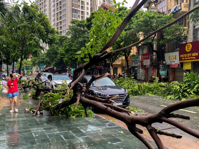 <p>A woman walks past a fallen tree following the impact of Typhoon Yagi, in Hanoi, Vietnam, 8 September 2024</p>