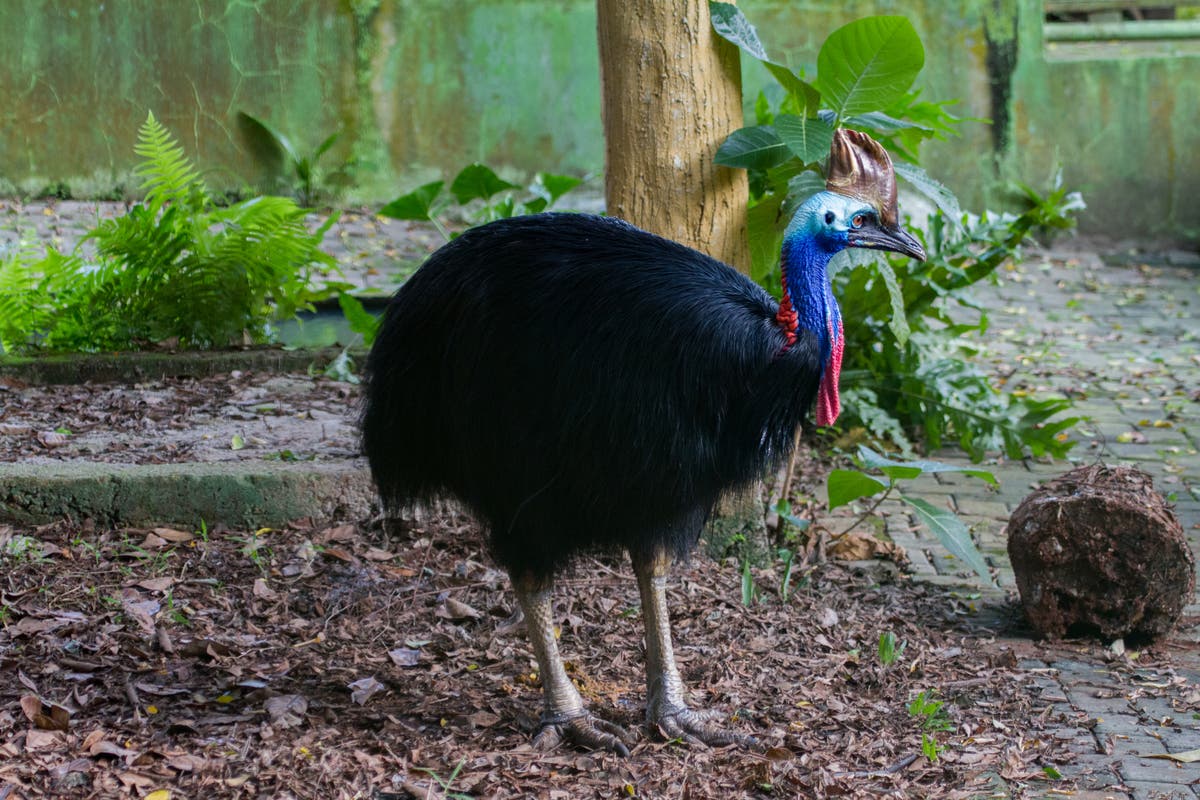 Chick of ‘world’s most dangerous bird’ hatches in the Cotswolds