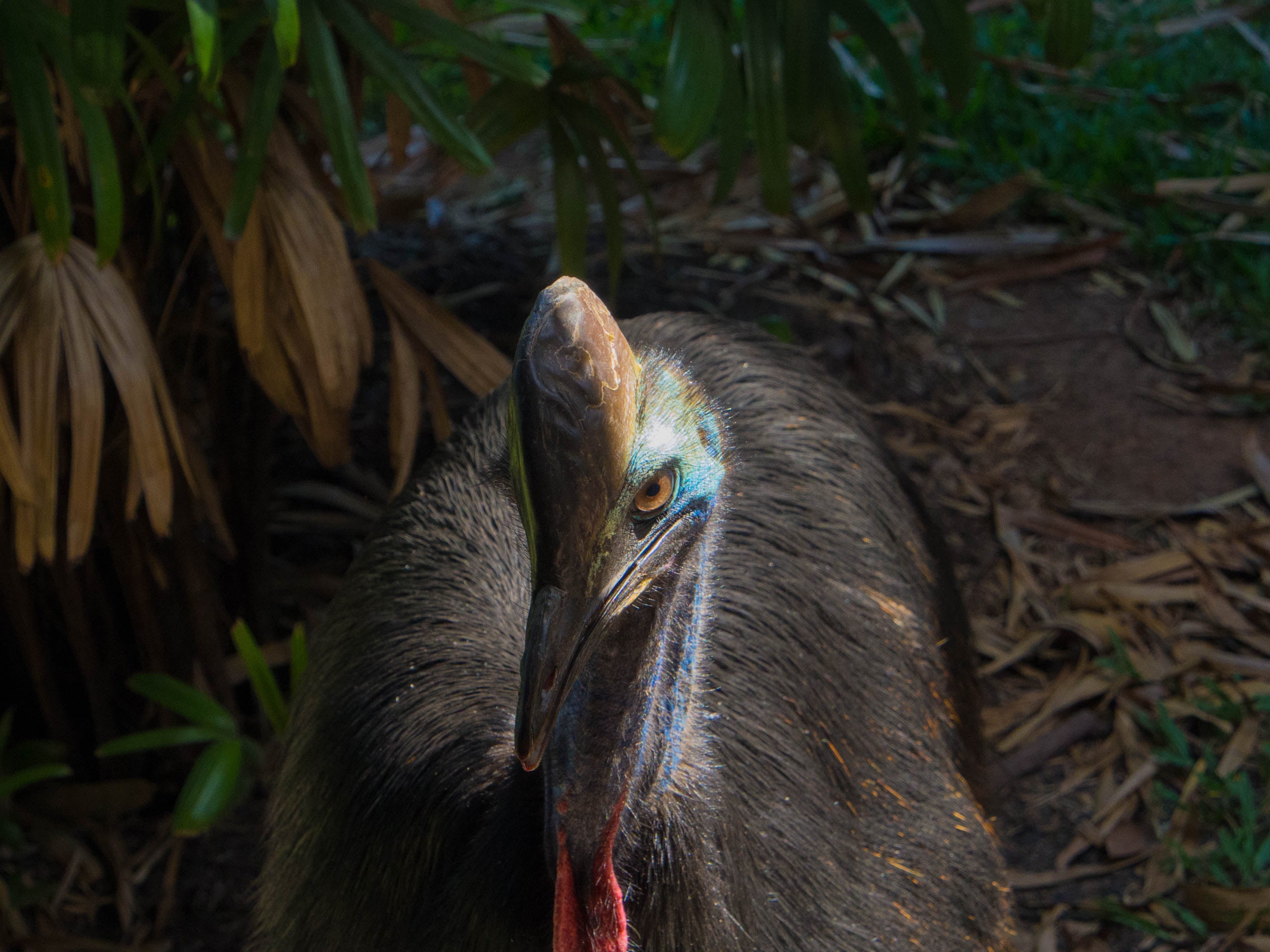 The chick hatched in a bird park in Gloucestershire (symbolic image)