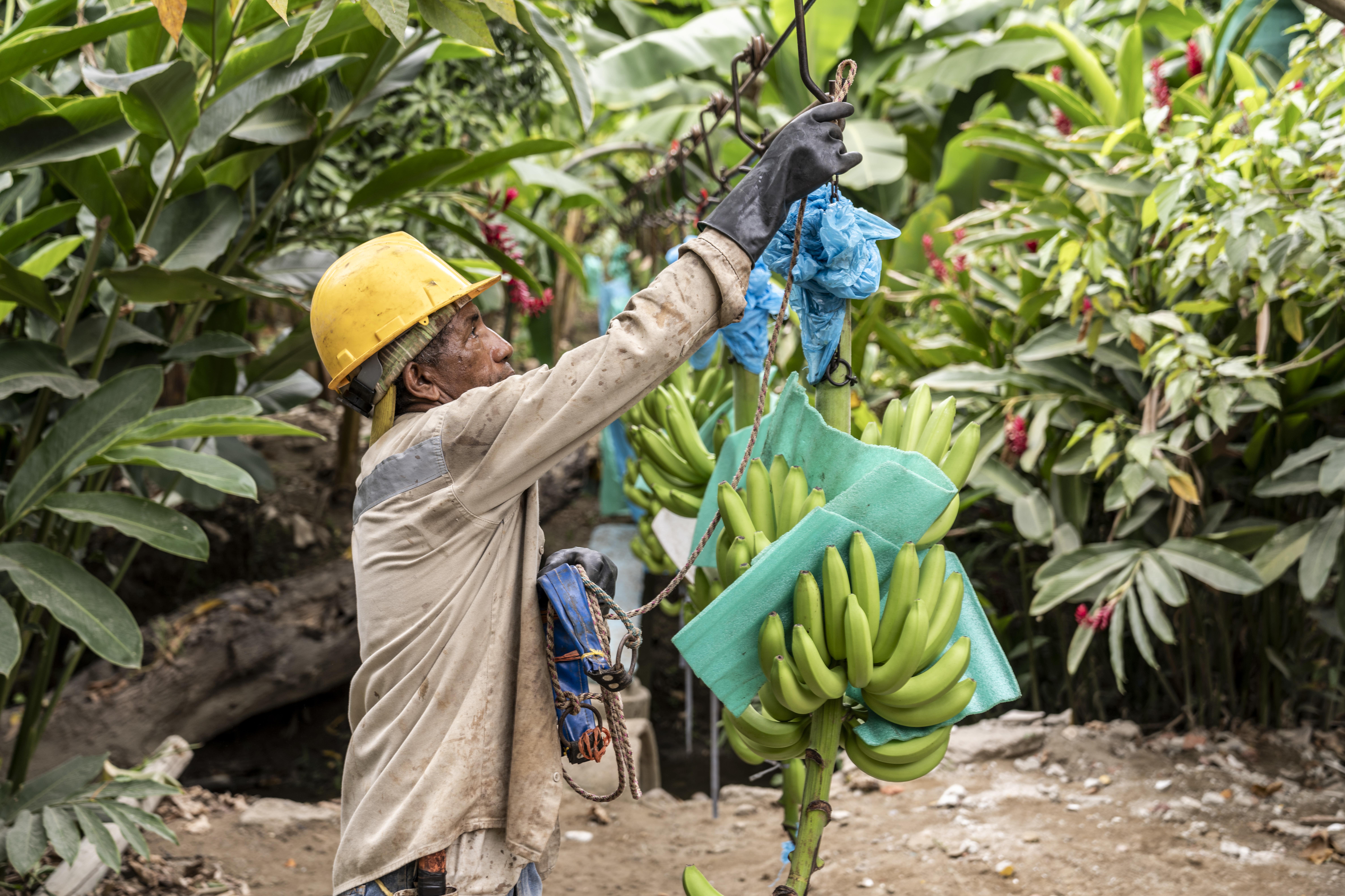 A worker processing bananas at a farm near Orihueca in Magdalena, Colombia (Fairtrade/PA)