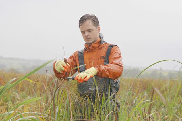Ponda harvesting bulrushes in wetlands, to be used in regenerative fibres to replace feathers or synthetics used in puffer jackets (Ponda/PA)