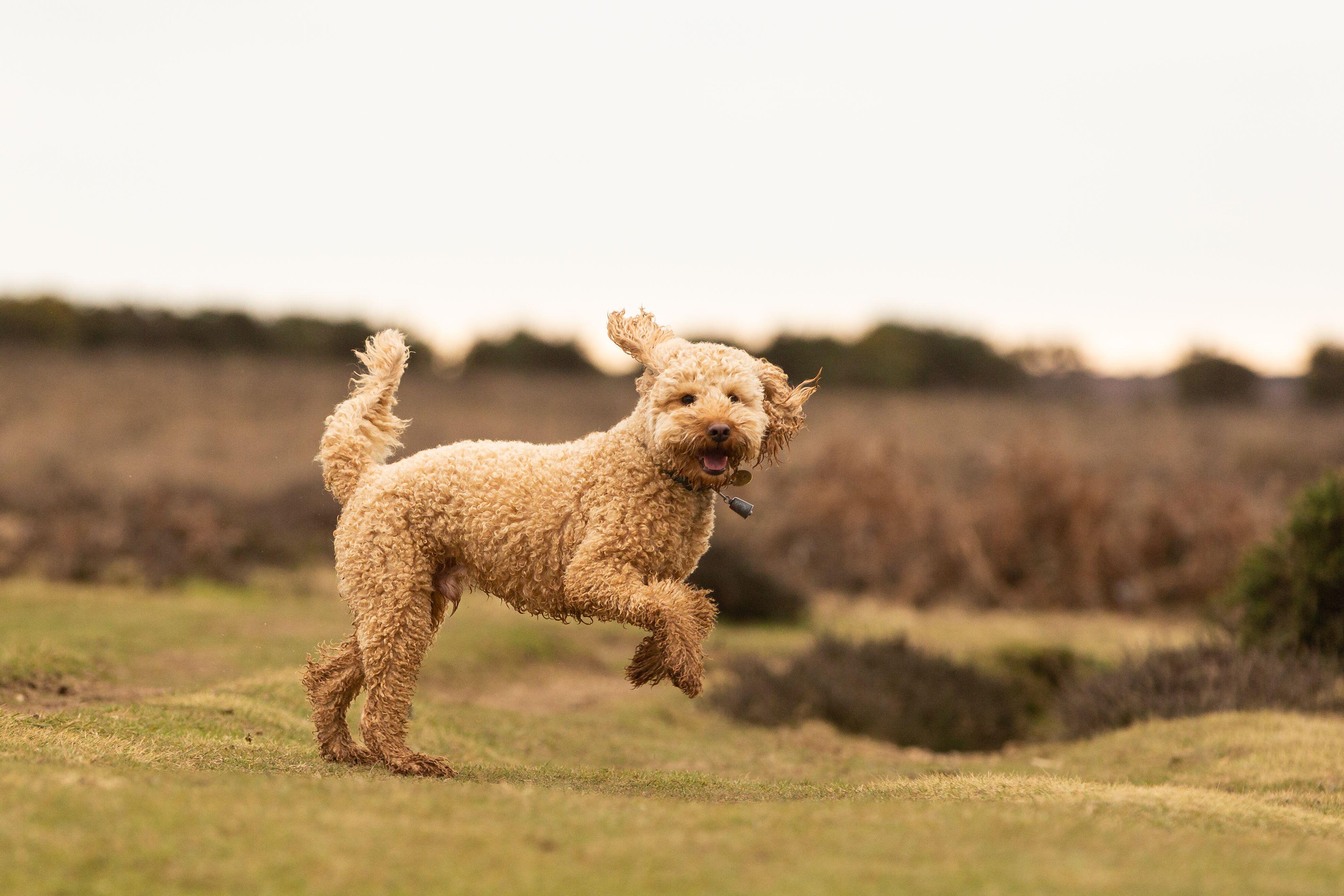 Cockapoos in the New Forest