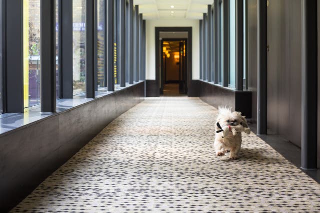 <p>St Ermin’s Hotel in London, where pooches are very much welcome </p>