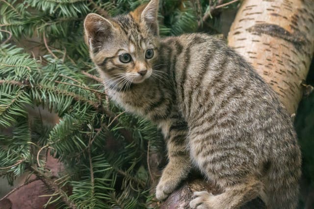 It is hoped the project will boost the wildcat population (Alyson Houston/RZSS/PA)