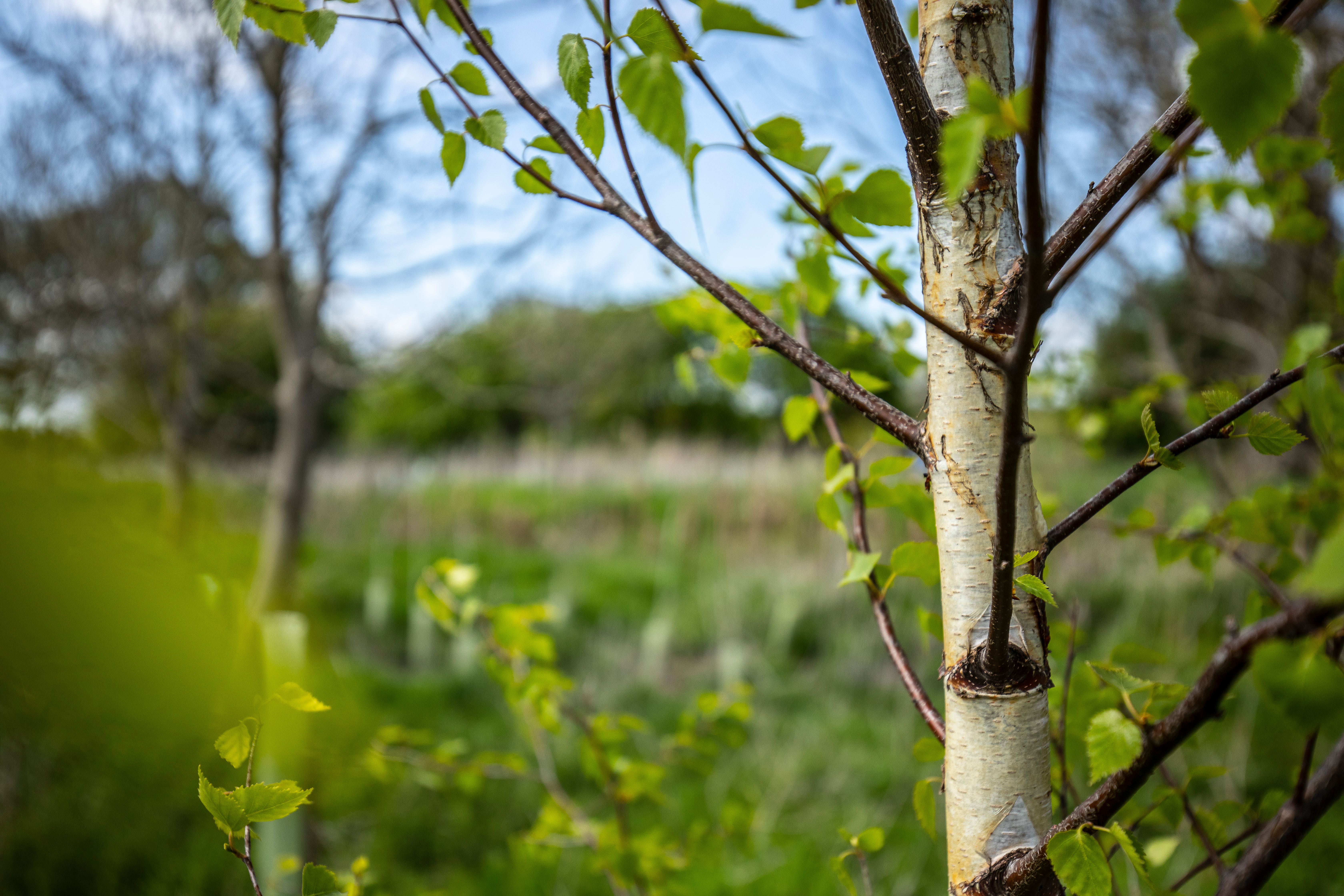 The Northern Forest has seen its best planting year so far (Woodland Trust/PA)