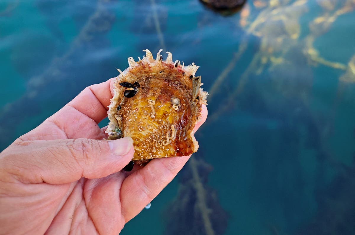 Pearl oysters to be grown in European seas for the first time as species invade warmer waters