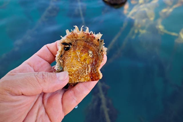 <p>Pearl oyster called Pinctada radiata is shown next to a farming site in the gulf of poets at La Spezia, Italy</p>