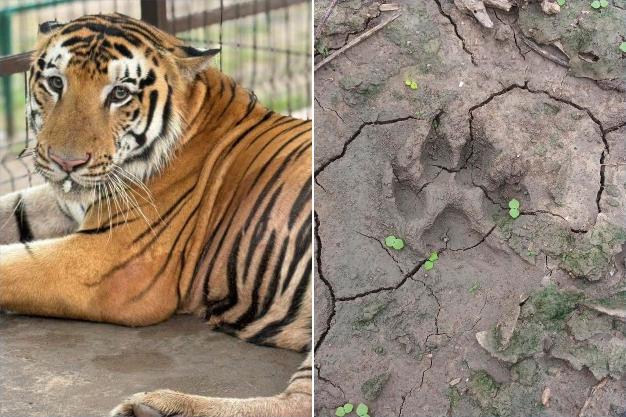 The Bengal tiger’s whereabouts are unknown but officials confirmed a sighting along with animal tracks